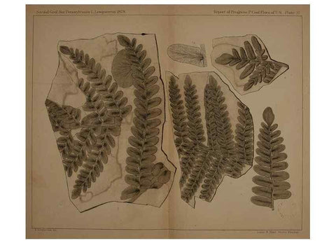 Reproducción/Reproduction 21487164894: Description of the coal flora of the Carboniferous formation in Pennsylvania and throughout the United States .... Harrisburg,Board of Commissioners for the Second Geological Survey,1879-84.