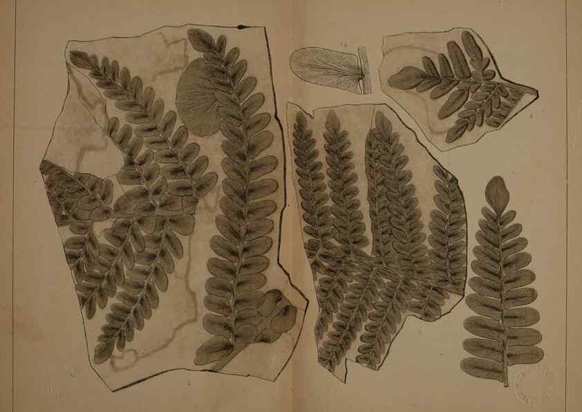 Reproducción/Reproduction 21487164894: Description of the coal flora of the Carboniferous formation in Pennsylvania and throughout the United States .... Harrisburg,Board of Commissioners for the Second Geological Survey,1879-84.