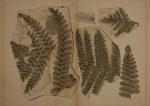 Reproducción/Reproduction 21487164894: Description of the coal flora of the Carboniferous formation in Pennsylvania and throughout the United States .... Harrisburg,Board of Commissioners for the Second Geological Survey,1879-84.