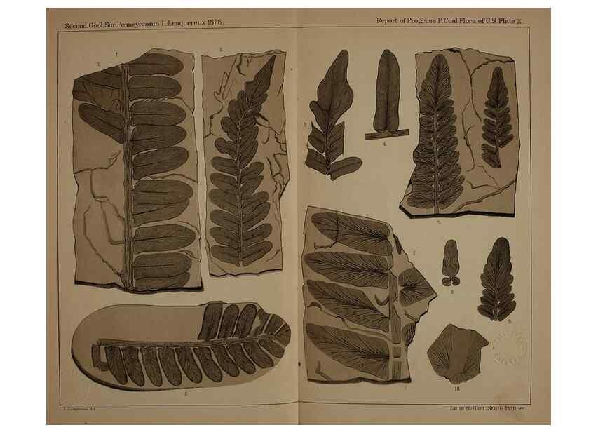 Reproducción/Reproduction 21488867433: Description of the coal flora of the Carboniferous formation in Pennsylvania and throughout the United States .... Harrisburg,Board of Commissioners for the Second Geological Survey,1879-84.