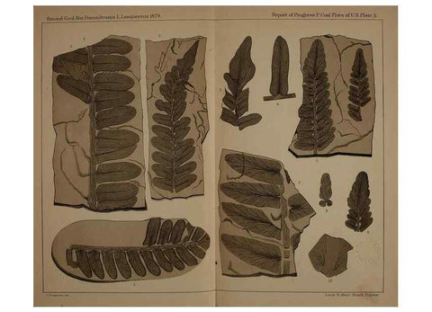 Reproducción/Reproduction 21488867433: Description of the coal flora of the Carboniferous formation in Pennsylvania and throughout the United States .... Harrisburg,Board of Commissioners for the Second Geological Survey,1879-84.