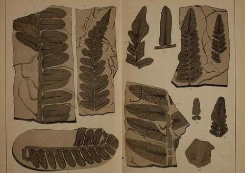 Reproducción/Reproduction 21488867433: Description of the coal flora of the Carboniferous formation in Pennsylvania and throughout the United States .... Harrisburg,Board of Commissioners for the Second Geological Survey,1879-84.