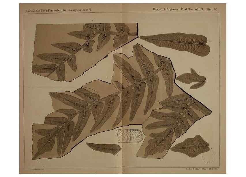 Reproducción/Reproduction 21922095528: Description of the coal flora of the Carboniferous formation in Pennsylvania and throughout the United States .... Harrisburg,Board of Commissioners for the Second Geological Survey,1879-84.