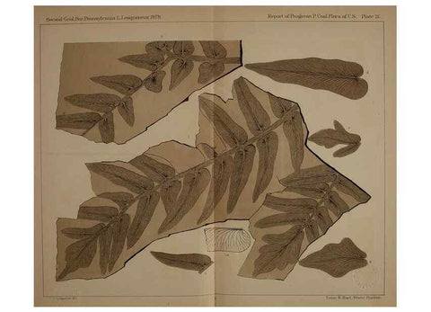 Reproducción/Reproduction 21922095528: Description of the coal flora of the Carboniferous formation in Pennsylvania and throughout the United States .... Harrisburg,Board of Commissioners for the Second Geological Survey,1879-84.
