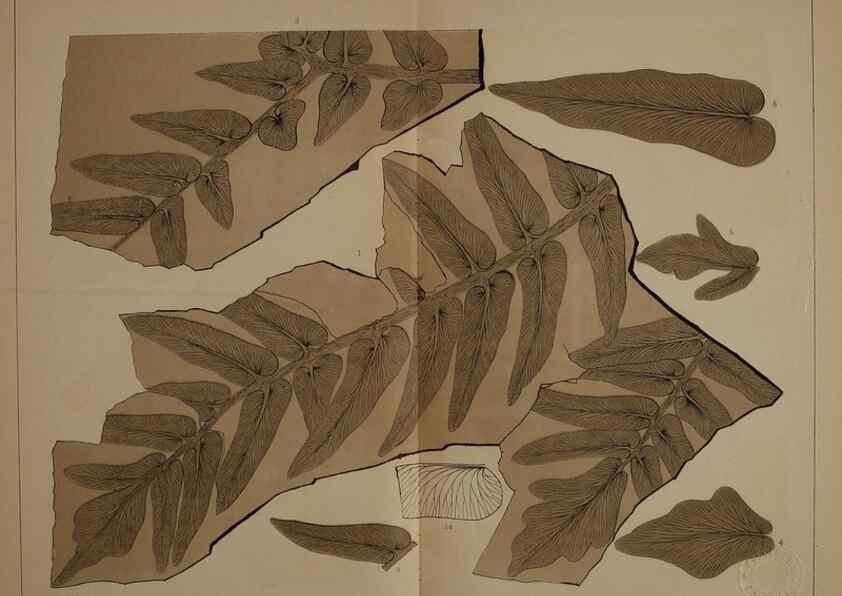 Reproducción/Reproduction 21922095528: Description of the coal flora of the Carboniferous formation in Pennsylvania and throughout the United States .... Harrisburg,Board of Commissioners for the Second Geological Survey,1879-84.
