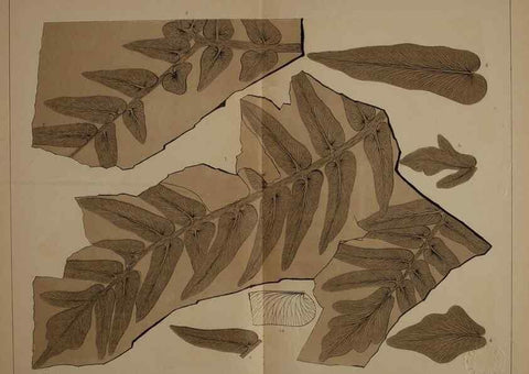 Reproducción/Reproduction 21922095528: Description of the coal flora of the Carboniferous formation in Pennsylvania and throughout the United States .... Harrisburg,Board of Commissioners for the Second Geological Survey,1879-84.