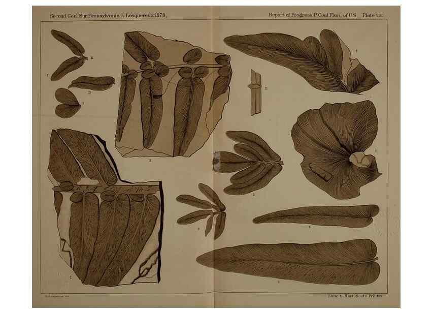 Reproducción/Reproduction 22120050651: Description of the coal flora of the Carboniferous formation in Pennsylvania and throughout the United States .... Harrisburg,Board of Commissioners for the Second Geological Survey,1879-84.