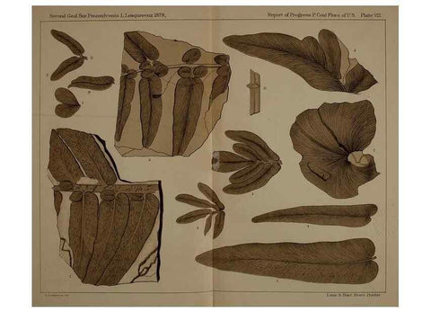 Reproducción/Reproduction 22120050651: Description of the coal flora of the Carboniferous formation in Pennsylvania and throughout the United States .... Harrisburg,Board of Commissioners for the Second Geological Survey,1879-84.