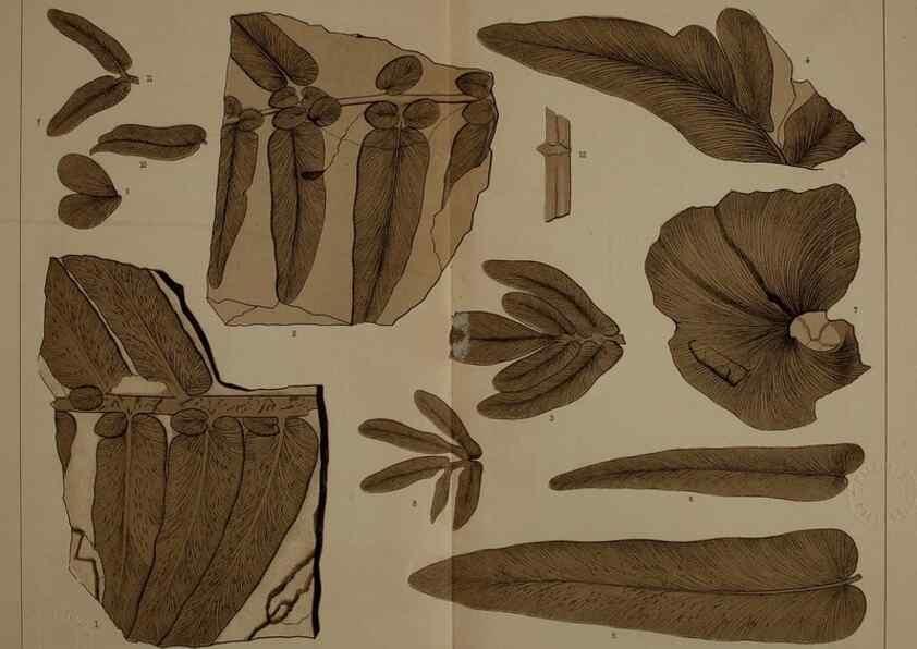 Reproducción/Reproduction 22120050651: Description of the coal flora of the Carboniferous formation in Pennsylvania and throughout the United States .... Harrisburg,Board of Commissioners for the Second Geological Survey,1879-84.
