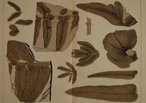 Reproducción/Reproduction 22120050651: Description of the coal flora of the Carboniferous formation in Pennsylvania and throughout the United States .... Harrisburg,Board of Commissioners for the Second Geological Survey,1879-84.