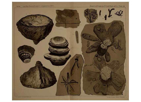 Reproducción/Reproduction 22109915725: Description of the coal flora of the Carboniferous formation in Pennsylvania and throughout the United States .... Harrisburg,Board of Commissioners for the Second Geological Survey,1879-84.