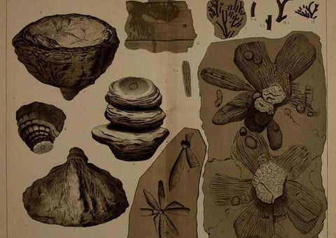 Reproducción/Reproduction 22109915725: Description of the coal flora of the Carboniferous formation in Pennsylvania and throughout the United States .... Harrisburg,Board of Commissioners for the Second Geological Survey,1879-84.