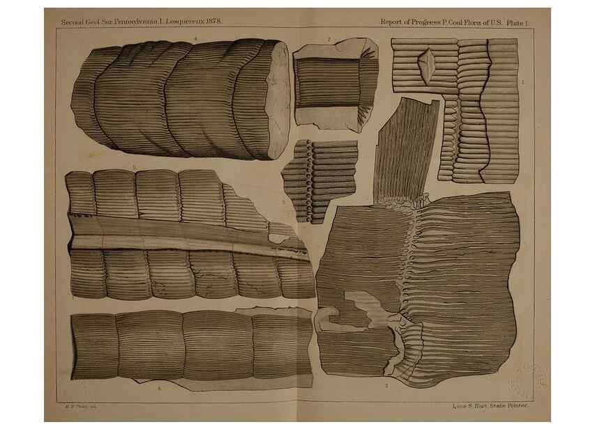Reproducción/Reproduction 21922990379: Description of the coal flora of the Carboniferous formation in Pennsylvania and throughout the United States .... Harrisburg,Board of Commissioners for the Second Geological Survey,1879-84.