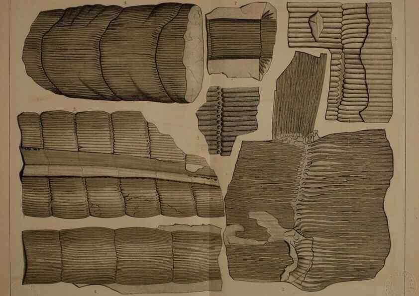Reproducción/Reproduction 21922990379: Description of the coal flora of the Carboniferous formation in Pennsylvania and throughout the United States .... Harrisburg,Board of Commissioners for the Second Geological Survey,1879-84.