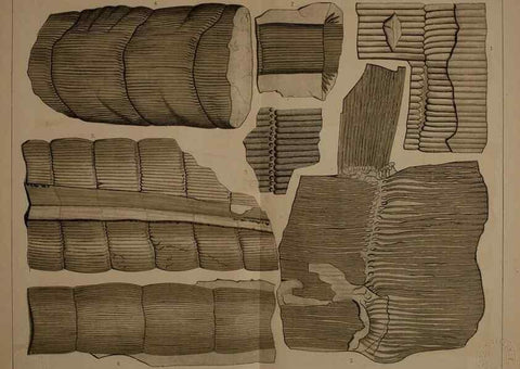 Reproducción/Reproduction 21922990379: Description of the coal flora of the Carboniferous formation in Pennsylvania and throughout the United States .... Harrisburg,Board of Commissioners for the Second Geological Survey,1879-84.