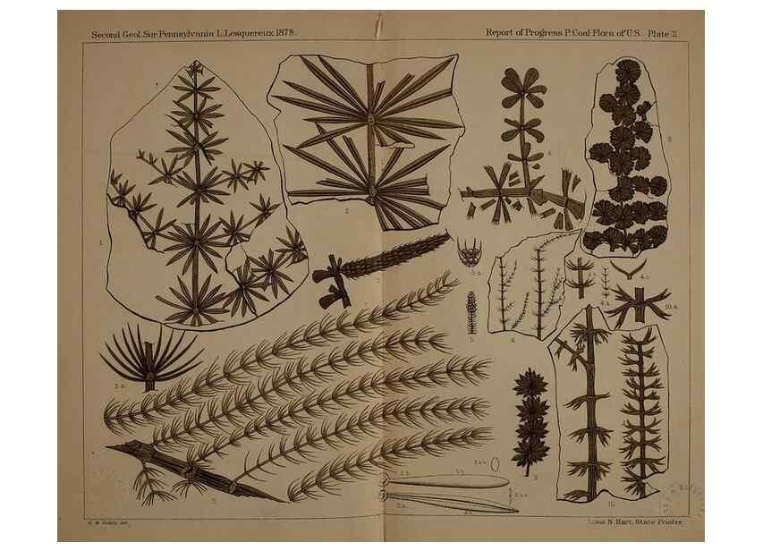 Reproducción/Reproduction 22119978721: Description of the coal flora of the Carboniferous formation in Pennsylvania and throughout the United States .... Harrisburg,Board of Commissioners for the Second Geological Survey,1879-84.