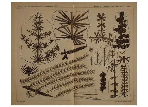 Reproducción/Reproduction 22119978721: Description of the coal flora of the Carboniferous formation in Pennsylvania and throughout the United States .... Harrisburg,Board of Commissioners for the Second Geological Survey,1879-84.