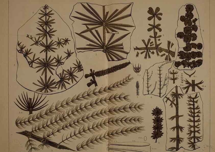 Reproducción/Reproduction 22119978721: Description of the coal flora of the Carboniferous formation in Pennsylvania and throughout the United States .... Harrisburg,Board of Commissioners for the Second Geological Survey,1879-84.