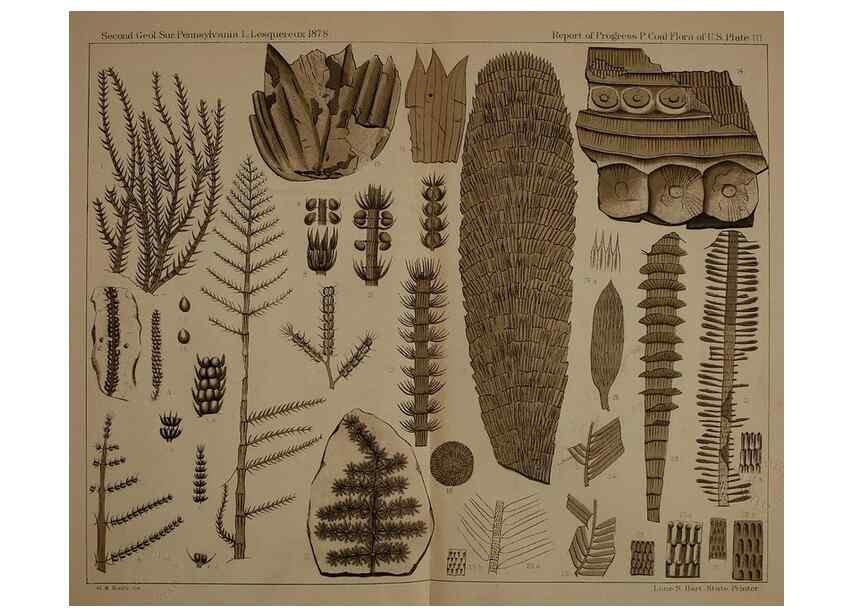 Reproducción/Reproduction 21921734160: Description of the coal flora of the Carboniferous formation in Pennsylvania and throughout the United States .... Harrisburg,Board of Commissioners for the Second Geological Survey,1879-84.