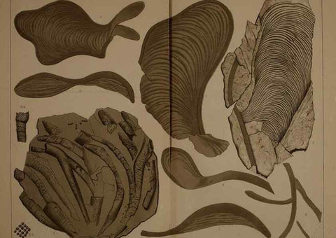 Reproducción/Reproduction 21921749160: Description of the coal flora of the Carboniferous formation in Pennsylvania and throughout the United States .... Harrisburg,Board of Commissioners for the Second Geological Survey,1879-84.