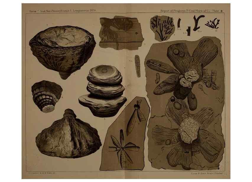 Reproducción/Reproduction 22109942485: Description of the coal flora of the Carboniferous formation in Pennsylvania and throughout the United States .... Harrisburg,Board of Commissioners for the Second Geological Survey,1879-84.