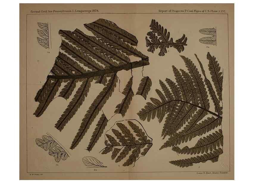Reproducción/Reproduction 21922184168: Description of the coal flora of the Carboniferous formation in Pennsylvania and throughout the United States .... Harrisburg,Board of Commissioners for the Second Geological Survey,1879-84.