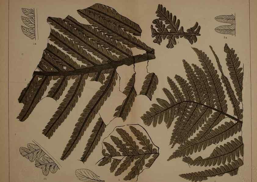 Reproducción/Reproduction 21922184168: Description of the coal flora of the Carboniferous formation in Pennsylvania and throughout the United States .... Harrisburg,Board of Commissioners for the Second Geological Survey,1879-84.