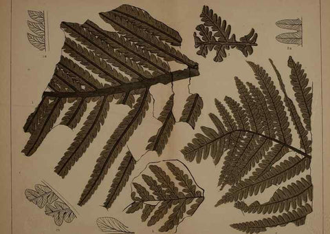 Reproducción/Reproduction 21922184168: Description of the coal flora of the Carboniferous formation in Pennsylvania and throughout the United States .... Harrisburg,Board of Commissioners for the Second Geological Survey,1879-84.