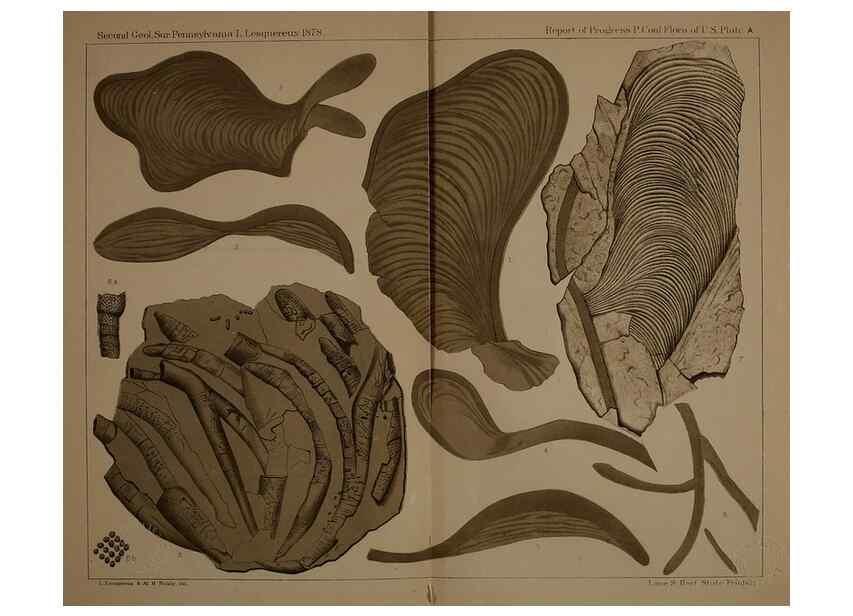 Reproducción/Reproduction 22109958445: Description of the coal flora of the Carboniferous formation in Pennsylvania and throughout the United States .... Harrisburg,Board of Commissioners for the Second Geological Survey,1879-84.