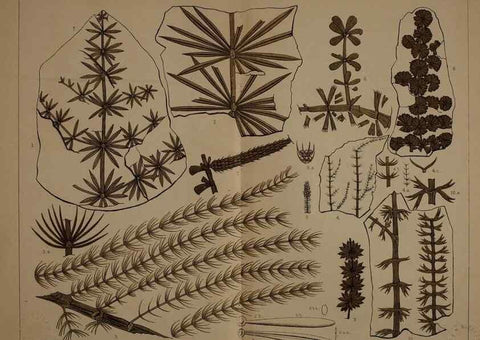 Reproducción/Reproduction 22120026611: Description of the coal flora of the Carboniferous formation in Pennsylvania and throughout the United States .... Harrisburg,Board of Commissioners for the Second Geological Survey,1879-84.