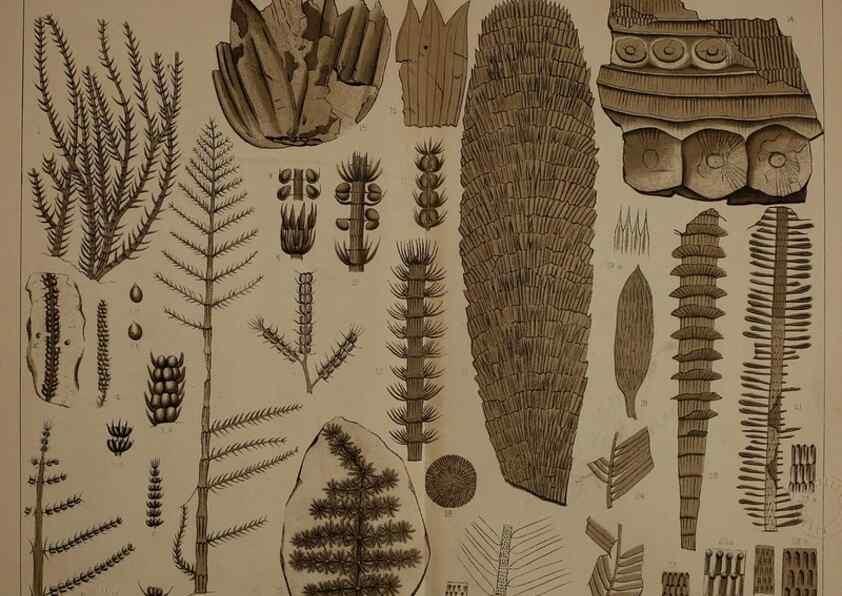 Reproducción/Reproduction 21922072798: Description of the coal flora of the Carboniferous formation in Pennsylvania and throughout the United States .... Harrisburg,Board of Commissioners for the Second Geological Survey,1879-84.