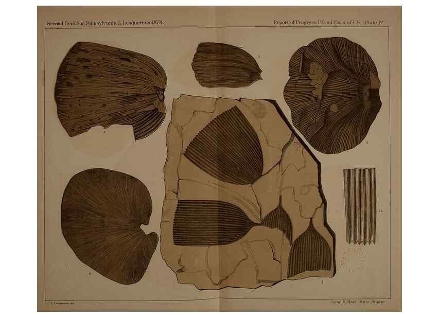 Reproducción/Reproduction 22120032771: Description of the coal flora of the Carboniferous formation in Pennsylvania and throughout the United States .... Harrisburg,Board of Commissioners for the Second Geological Survey,1879-84.