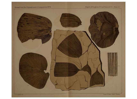 Reproducción/Reproduction 22120032771: Description of the coal flora of the Carboniferous formation in Pennsylvania and throughout the United States .... Harrisburg,Board of Commissioners for the Second Geological Survey,1879-84.
