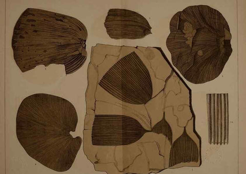 Reproducción/Reproduction 22120032771: Description of the coal flora of the Carboniferous formation in Pennsylvania and throughout the United States .... Harrisburg,Board of Commissioners for the Second Geological Survey,1879-84.