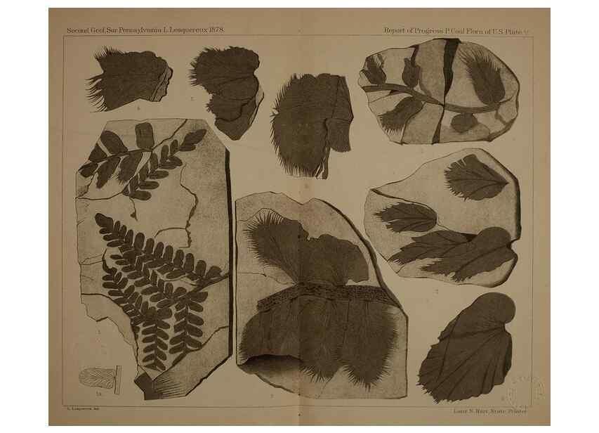 Reproducción/Reproduction 21922077788: Description of the coal flora of the Carboniferous formation in Pennsylvania and throughout the United States .... Harrisburg,Board of Commissioners for the Second Geological Survey,1879-84.