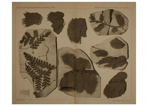 Reproducción/Reproduction 21922077788: Description of the coal flora of the Carboniferous formation in Pennsylvania and throughout the United States .... Harrisburg,Board of Commissioners for the Second Geological Survey,1879-84.