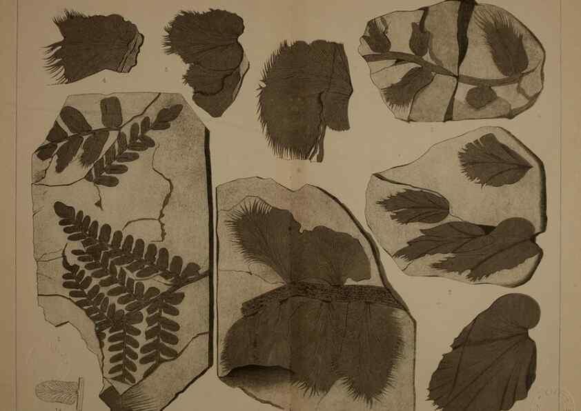 Reproducción/Reproduction 21922077788: Description of the coal flora of the Carboniferous formation in Pennsylvania and throughout the United States .... Harrisburg,Board of Commissioners for the Second Geological Survey,1879-84.