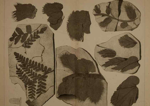 Reproducción/Reproduction 21922077788: Description of the coal flora of the Carboniferous formation in Pennsylvania and throughout the United States .... Harrisburg,Board of Commissioners for the Second Geological Survey,1879-84.