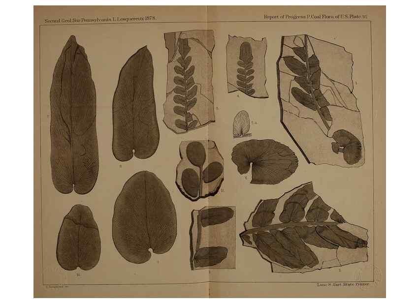 Reproducción/Reproduction 22083786356: Description of the coal flora of the Carboniferous formation in Pennsylvania and throughout the United States .... Harrisburg,Board of Commissioners for the Second Geological Survey,1879-84.