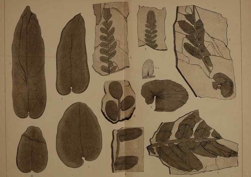 Reproducción/Reproduction 22083786356: Description of the coal flora of the Carboniferous formation in Pennsylvania and throughout the United States .... Harrisburg,Board of Commissioners for the Second Geological Survey,1879-84.