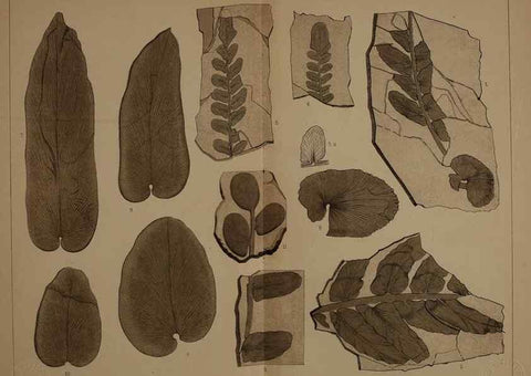 Reproducción/Reproduction 22083786356: Description of the coal flora of the Carboniferous formation in Pennsylvania and throughout the United States .... Harrisburg,Board of Commissioners for the Second Geological Survey,1879-84.