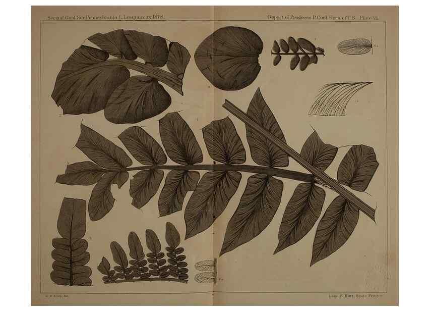 Reproducción/Reproduction 22083796156: Description of the coal flora of the Carboniferous formation in Pennsylvania and throughout the United States .... Harrisburg,Board of Commissioners for the Second Geological Survey,1879-84.