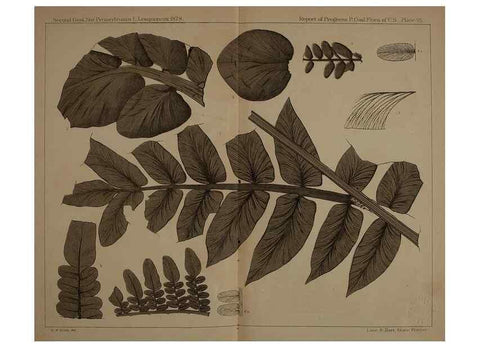 Reproducción/Reproduction 22083796156: Description of the coal flora of the Carboniferous formation in Pennsylvania and throughout the United States .... Harrisburg,Board of Commissioners for the Second Geological Survey,1879-84.