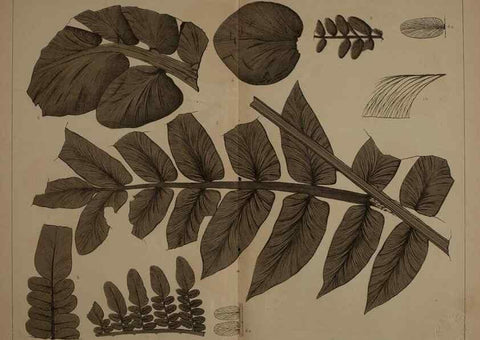 Reproducción/Reproduction 22083796156: Description of the coal flora of the Carboniferous formation in Pennsylvania and throughout the United States .... Harrisburg,Board of Commissioners for the Second Geological Survey,1879-84.
