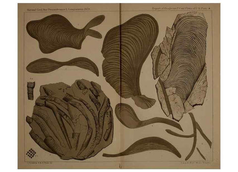 Reproducción/Reproduction 21487075614: Description of the coal flora of the Carboniferous formation in Pennsylvania and throughout the United States .... Harrisburg,Board of Commissioners for the Second Geological Survey,1879-84.
