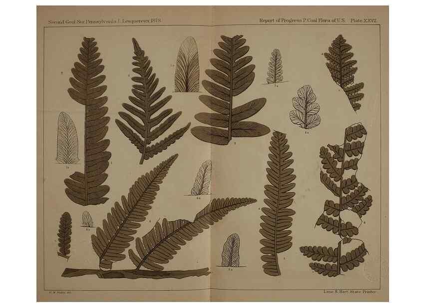 Reproducción/Reproduction 21921898340: Description of the coal flora of the Carboniferous formation in Pennsylvania and throughout the United States .... Harrisburg,Board of Commissioners for the Second Geological Survey,1879-84.