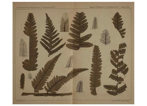 Reproducción/Reproduction 21921898340: Description of the coal flora of the Carboniferous formation in Pennsylvania and throughout the United States .... Harrisburg,Board of Commissioners for the Second Geological Survey,1879-84.