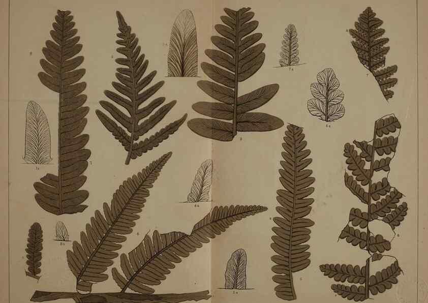 Reproducción/Reproduction 21921898340: Description of the coal flora of the Carboniferous formation in Pennsylvania and throughout the United States .... Harrisburg,Board of Commissioners for the Second Geological Survey,1879-84.