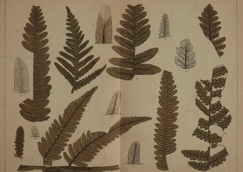 Reproducción/Reproduction 21921898340: Description of the coal flora of the Carboniferous formation in Pennsylvania and throughout the United States .... Harrisburg,Board of Commissioners for the Second Geological Survey,1879-84.