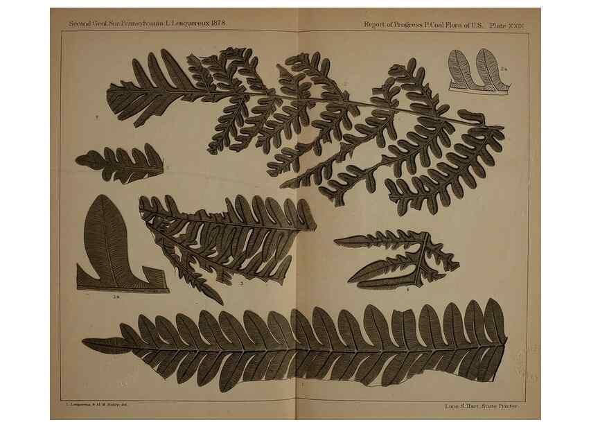 Reproducción/Reproduction 21923165789: Description of the coal flora of the Carboniferous formation in Pennsylvania and throughout the United States .... Harrisburg,Board of Commissioners for the Second Geological Survey,1879-84.